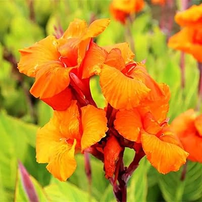 10pcs graines de lys canna orange fleurs de canna décoratives vivaces pour jardin