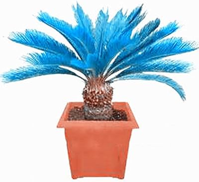 100pcs graines de palmier sagou bleu, plantation de bonsaï cycas décoration de jardin