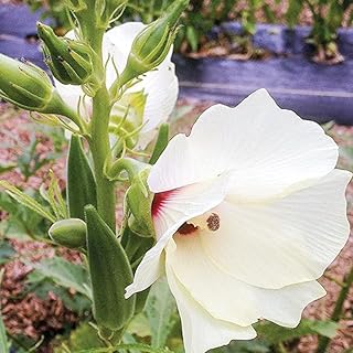 50 graines de gombo clemsons super green spineless gumbo ladies finger graines