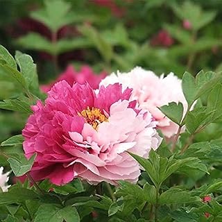 3 belles lumières de pivoines roses pour les jardins de fleurs de pivoines