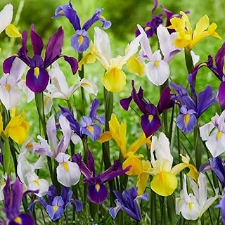 50 x iris hollandica mixed – jolis iris hollandais – grandes et belles fleurs violettes – mélange de couleurs vives – vivace – pour votre beau jardin. Votre satisfaction commence ici, sur Diaytar Sénégal