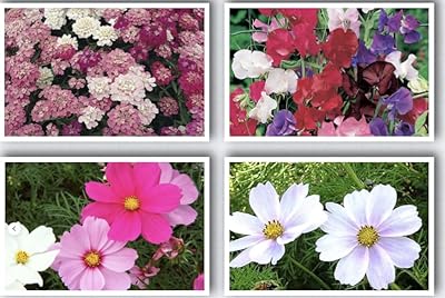 Graines de fleurs d'intérieur, graines de cosmos blanches, mélange, iberis umbellata mélangées, graines de fleurs sauvages de pois de senteur 4 types de graines différents (100g). Des produits authentiques à prix réduits sur Diaytar Sénégal