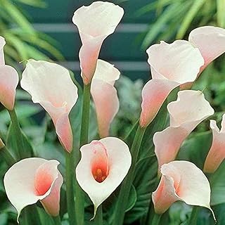 4 pièces bulbes de lys calla beaux jardins exotiques fleur espèces