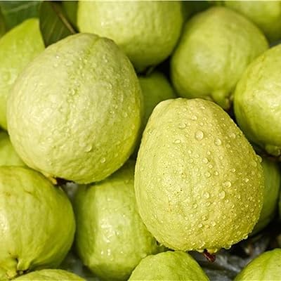 30 morceaux de graines de goyave pour planter des arbres fruitiers dans la cour