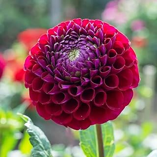 3 bulbes de dahlia rouge foncé fleurs vivaces exotiques rares et colorées