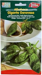 Graines de basilic géant eurogarden genovesa 3g
