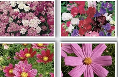Graines de fleurs d'intérieur, graines de cosmos rose, rouge, iberis umbellata mélangées, graines de fleurs sauvages de pois de senteur 4 types de graines différents (100g). Comparez, choisissez, économisez sur Diaytar Sénégal
