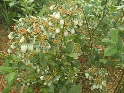 Plantes de myrtilles en pots prêtes à planter 'bluegold' vaccinium corymbosum. Diaytar : Le discount intelligent pour consommateurs avisés