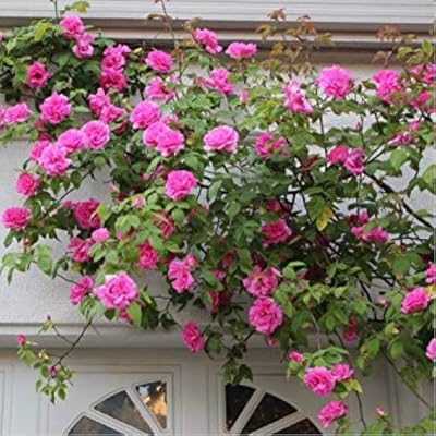 50 graines de fleurs de rosier rose
