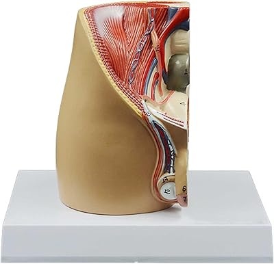 Modèle du système reproducteur masculin, modèle du système génito-urinaire interne et externe, modèles