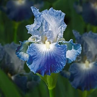 5 pièces mélange d'ampoules d'iris pour plantes de balcon de terrasse bulbes