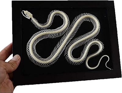 Modèle d'os naturel de squelette de serpent temkin, modèle d'anatomie de spécimen