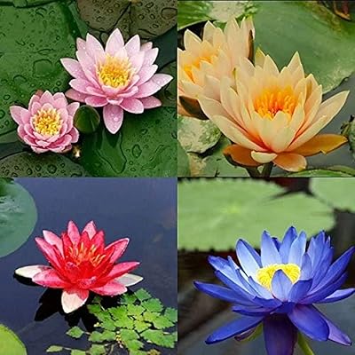 20pcs mélange de graines de lotus rares couleur de l'eau fleurs de lys