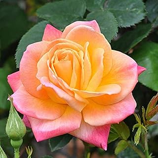 100pcs graines de roses grimpantes à croissance rapide graines de fleurs vivaces