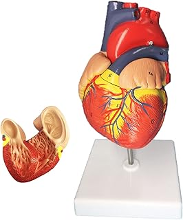 Modèle de cœur in vivo modèle d'anatomie du avec support humain grandeur nature