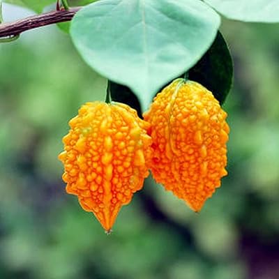 10pcs kit de jardin de graines de melon de courge | graines de fruits naturels sans ogm pour graines de jardin 1 taille : graines. Diaytar : Des promotions exceptionnelles toute l'année pour tous les Sénégalais