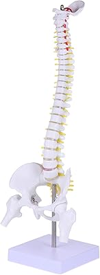 Modèle de colonne vertébrale hemoplo du squelette humain 45 cm modèle anatomique