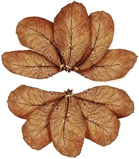 Feuilles d'amandier golden star pour betta, 7-8 pouces, favorisent la reproduction, réduisent le ph