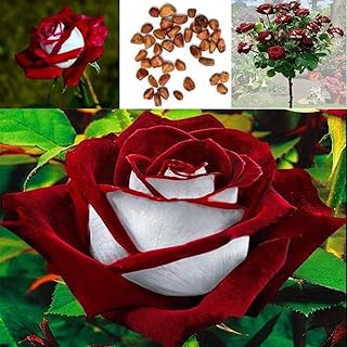Graines de fleurs de rose platine (100 pièces, rouge/blanc). Des économies garanties sur chaque commande avec Diaytar