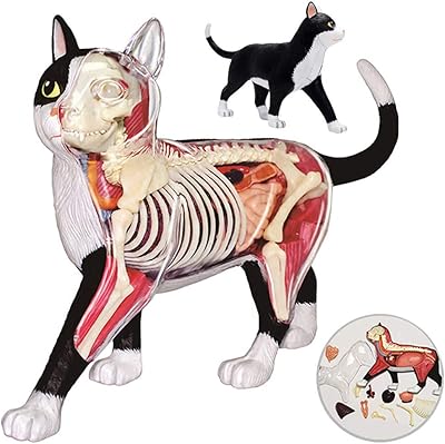 Jouet pour chat, modèle 4d amusant, incite les enfants à découvrir notre monde