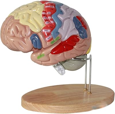 Modèle anatomique du cerveau humain zoom réel modèle cerveau peut être divisé