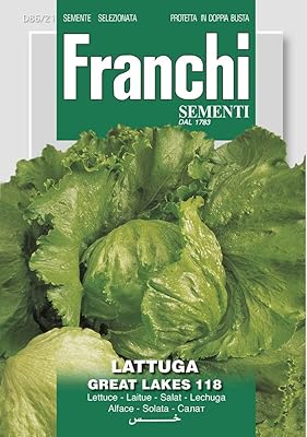 Graines de laitue cementi de haute qualité de franchi
