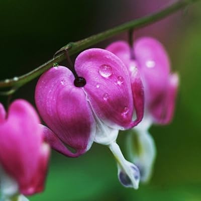 10 pièces d'herbes vivaces dicentra spectabilis fleur plante coeur saignant graines pour la maison
