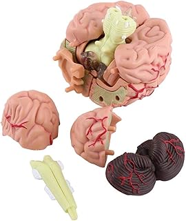 Modèle de cerveau, cerveau humain, démonté, hautement simulé, léger et facile à transporter