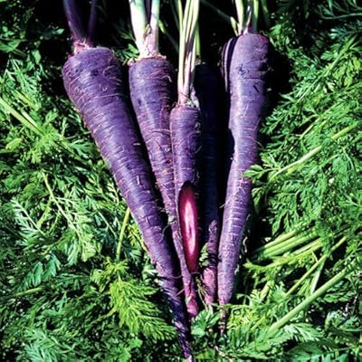 Légume carotte purple haze f1 100 graines