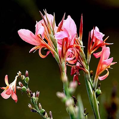 10pcs graines de lys canna rose fleurs de canna vivaces pour jardins extérieurs
