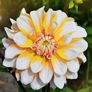 3 pièces ampoules de dahlia de couleurs mélangées pour jardin extérieur plantes