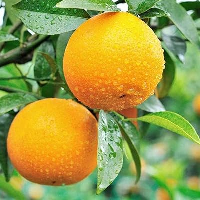 50 morceaux de graines d'orange exotiques, les mandariniers peuvent récolter et admirer