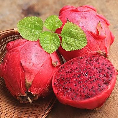 100 graines de pitaya anciennes, des arbres fruitiers exotiques peuvent être récoltés