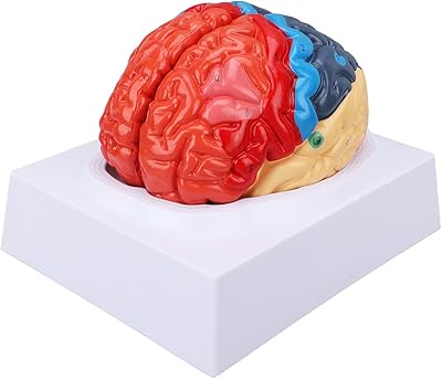 Modèle anatomique de cerveau humain, modèle assemblé de cerveau anatomique divisé en couleur