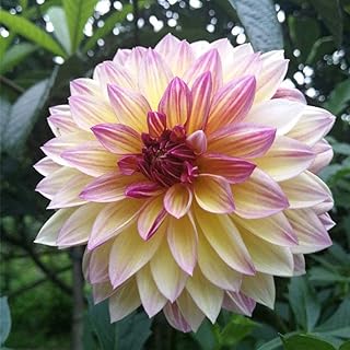 2 bulbes de dahlia de couleurs mélangées plantation facile variétés rares essentielles