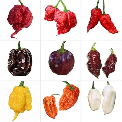 Graines de poivre chinois carolina reaper, culture de jardin à la torche lourde