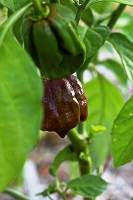50 graines de poivre habanero jamaïcain inhabituelles (souche de chocolat). Diaytar : L'intelligence commerciale au service du client