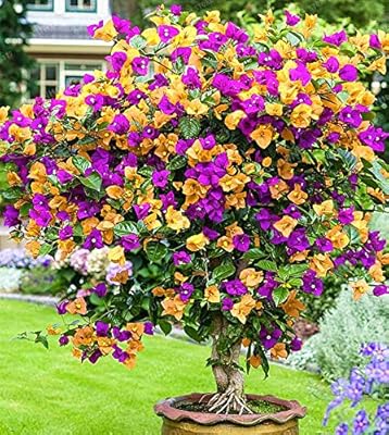 100pcs graines de fleurs de bougainvilliers pour une croissance naturelle, jaune foncé violet