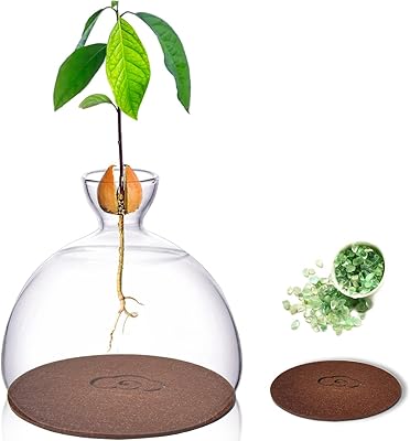 Vase de démarrage de graines d'avocat sirensky, kit de culture d'avocatier, pot de plante en verre, vase de culture d'intérieur pour plantes, marque de décoration d'intérieur. Diaytar Sénégal : Parce que chaque FCFA compte