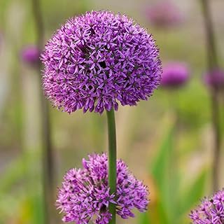 100pcs graines d'allium rose plantées toute l'année décoration de paysage de jardinage unique