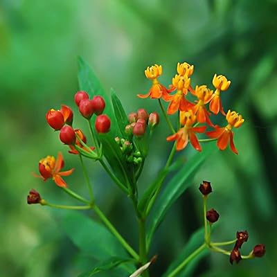30 pièces de graines de fleurs jolies plantes résistantes à la sécheresse, asclepias