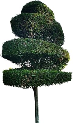 Arbre damas| conocarpus erectus (boutonnier/mangrove boutonnée) (taille : 250 cm - 300 cm