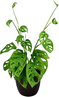 Jeune plante monstera