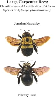 Grandes abeilles charpentières : classification et identification des espèces africaines de xylocopa (koptortosoma)