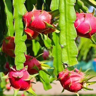 100pcs graines de pitaya vivaces, le fruit est yang, belle couleur, les arbres