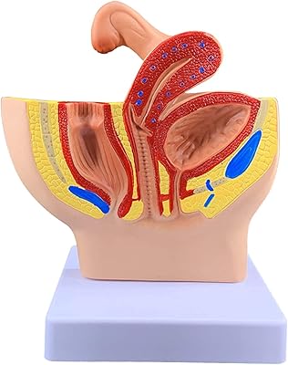 Modèle du système reproducteur féminin humain ww art modèle d'anatomie des organes