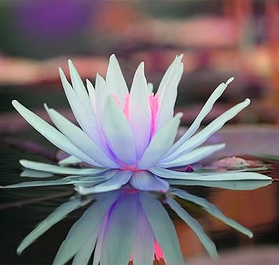 Graines de nénuphar/convient pour décorer votre jardin/les fleurs fleurissent dans l'eau/fleur incroyable