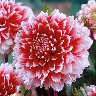 3 bulbes de dahlia roses rouges bordures roses fleurs vivaces brillants pour planter