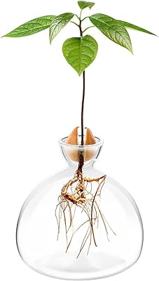 Pot de jardinière de graines d'avocat, pot de jardinière d'avocatier, kit de jardinière en verre cultivez des avocatiers à la maison, kit de jardinière d'avocatier, cadeaux insolites. Diaytar Sénégal : Des produits pour toute la famille à prix cassés