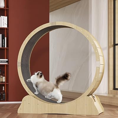 Tapis roulant mofish pour chat roue d'exercice pour chat d'intérieur grande de course